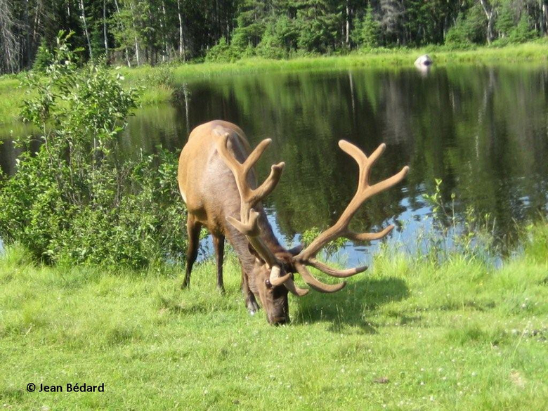 wapiti