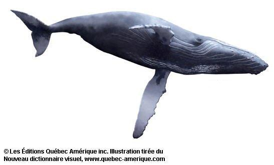 baleine à bosse