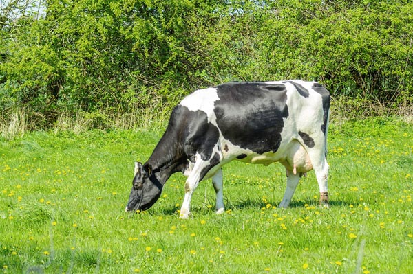 holstein-friesian