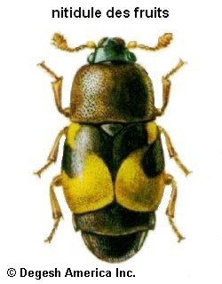 nitidule des fruits