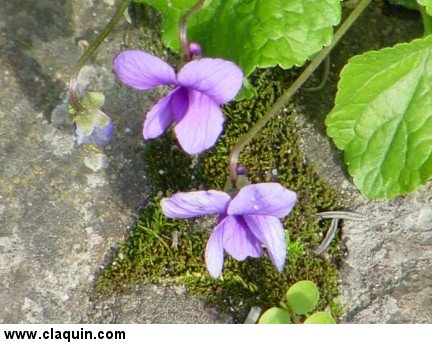 violette
