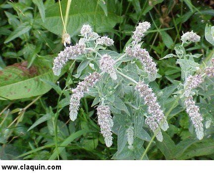 menthe sauvage
