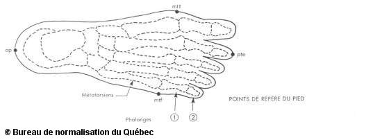 point du métatarsien tibial