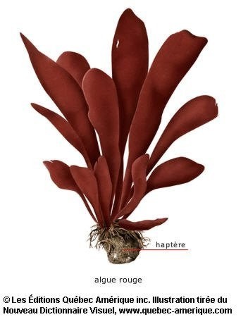 algue rouge