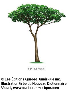 pin parasol