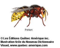 frelon