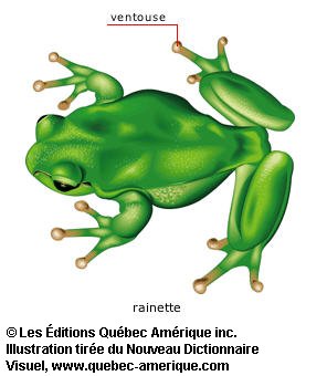 rainette