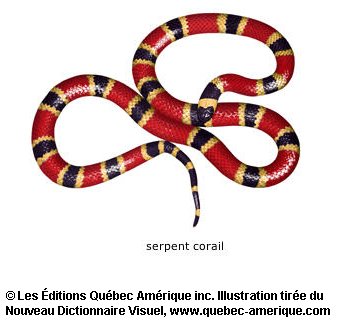 serpent corail
