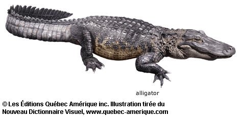 alligator