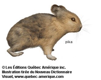 pika