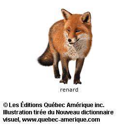 renard