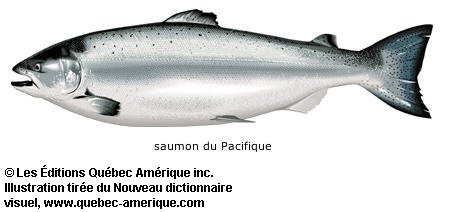 saumon du Pacifique
