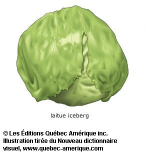 laitue iceberg