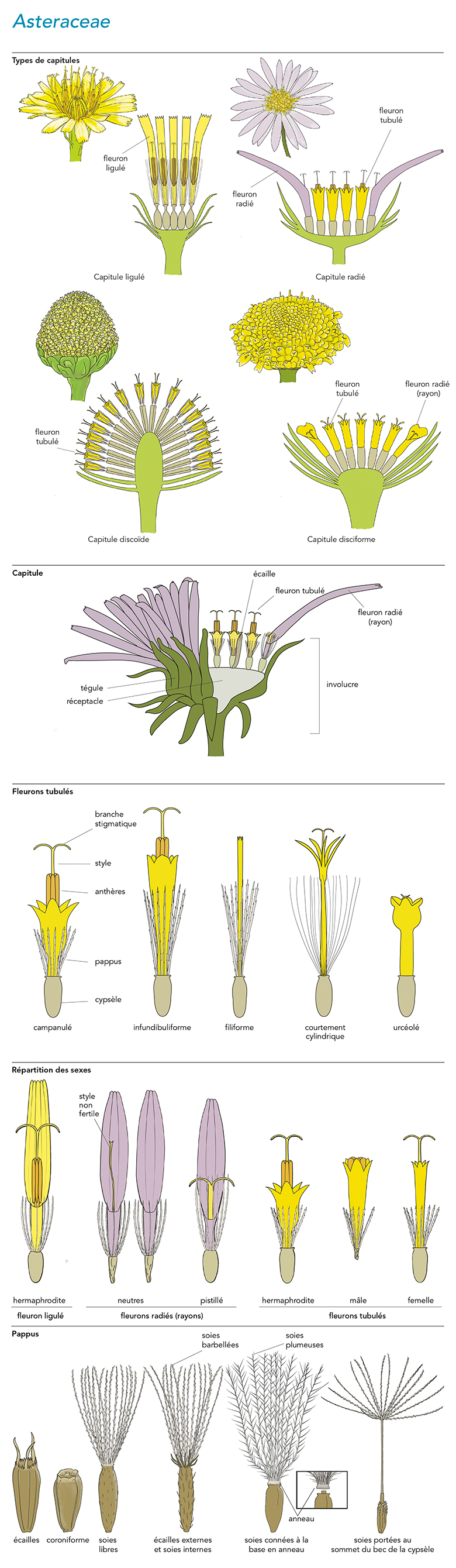 anthère | GDT