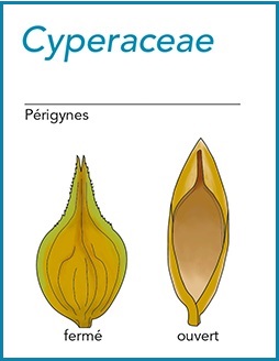 périgyne