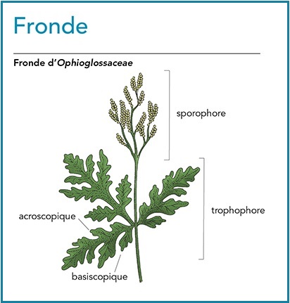 fronde
