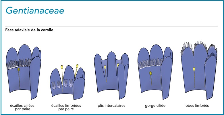 cilié