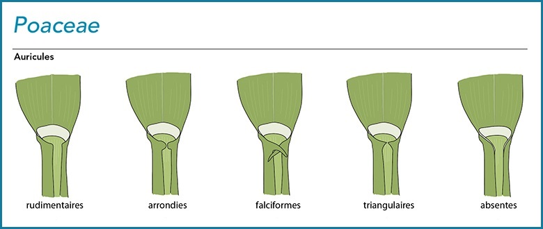 auricule