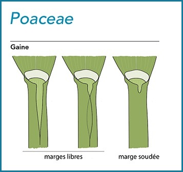 caréné