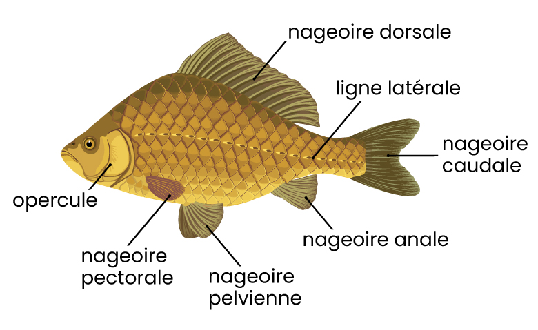 ligne latérale