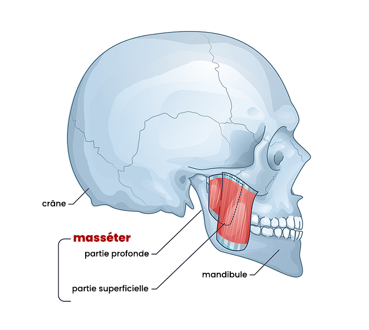 muscle masséter