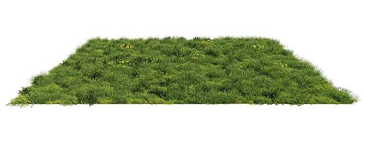 pelouse diversifiée